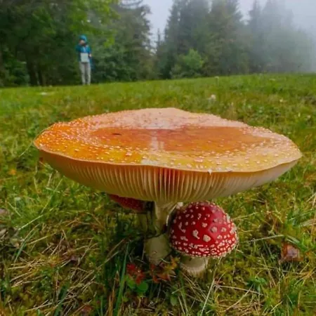 A In The Alps For Hiking, Cycling, Skiing Jesenice