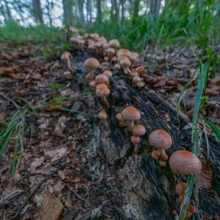 A In The Alps For Hiking, Cycling, Skiing Есенице