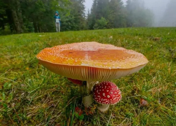 A In The Alps For Hiking, Cycling, Skiing Jesenice