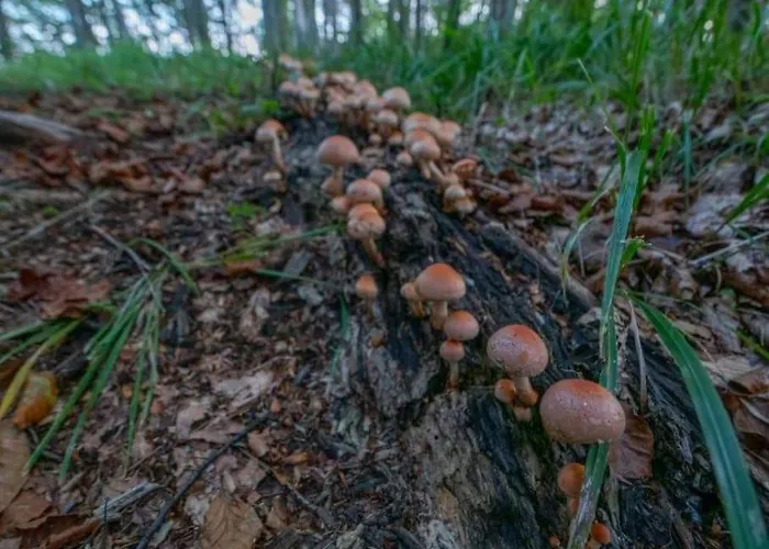 A In The Alps For Hiking, Cycling, Skiing Jesenice